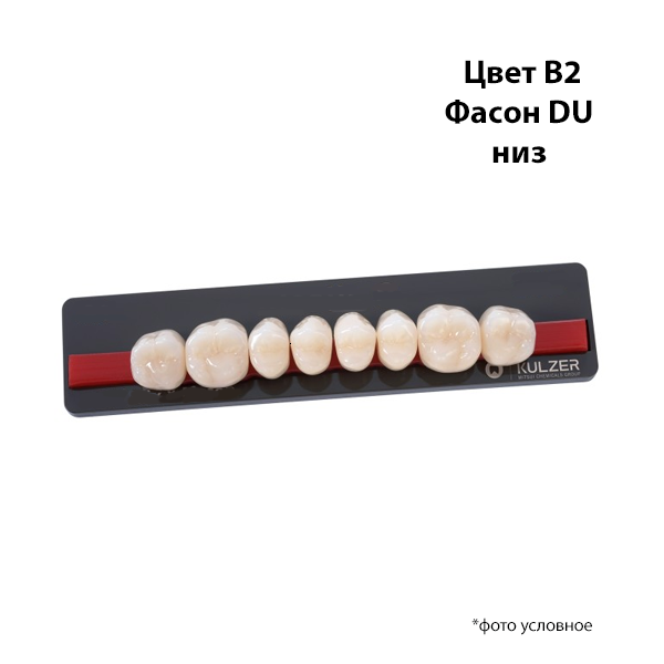 Зубы Basic 8 цвет В2 фасон DU низ купить